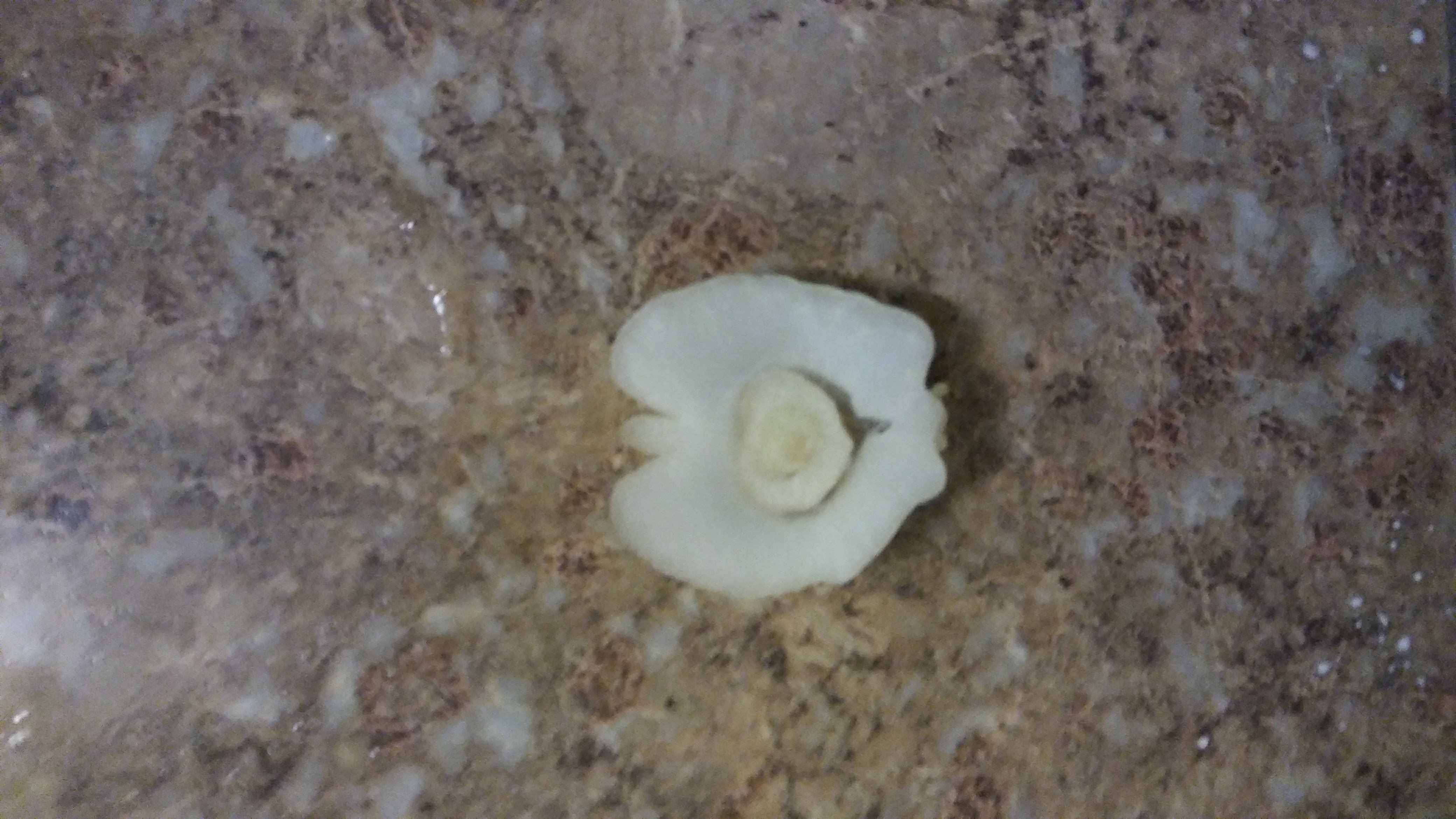 Apple shaped onion