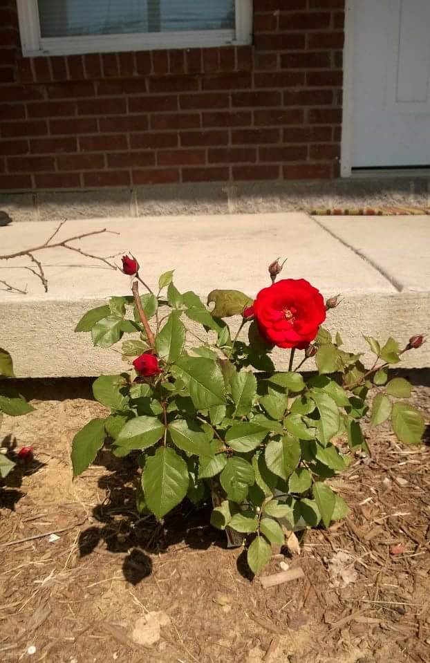 A rose bush outside of a house