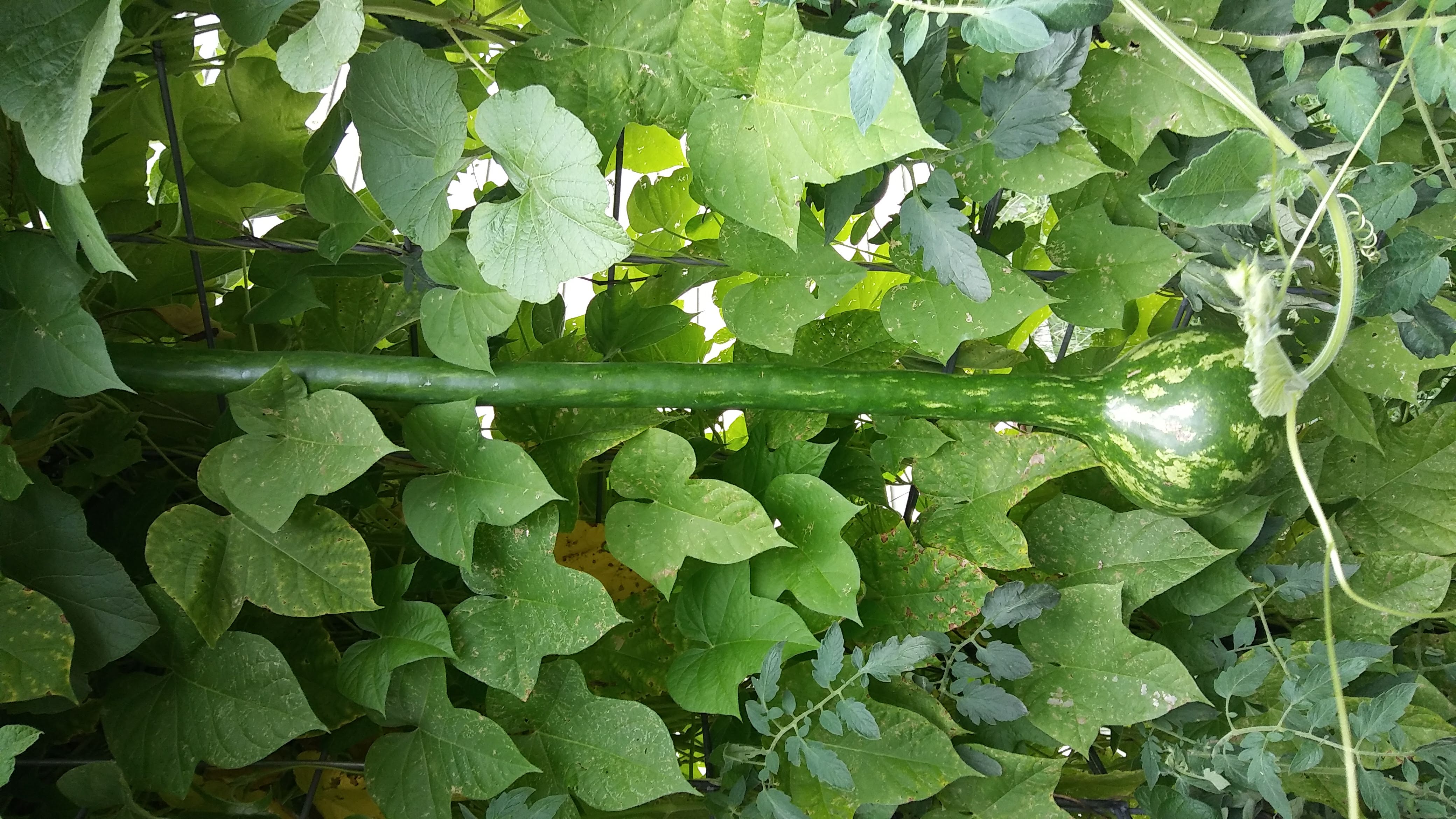 Odd shaped long watermelon