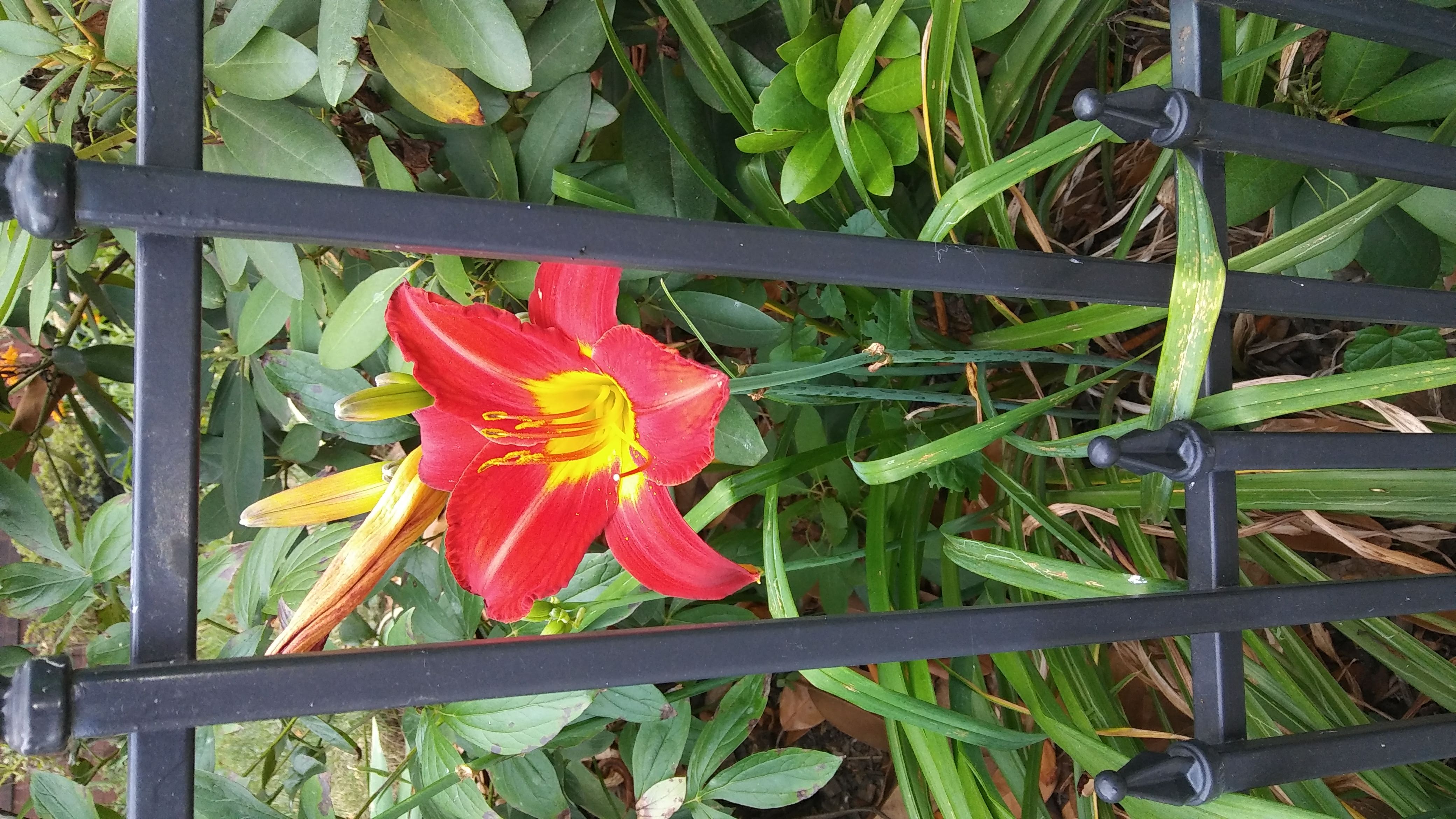 Fenced framed flower