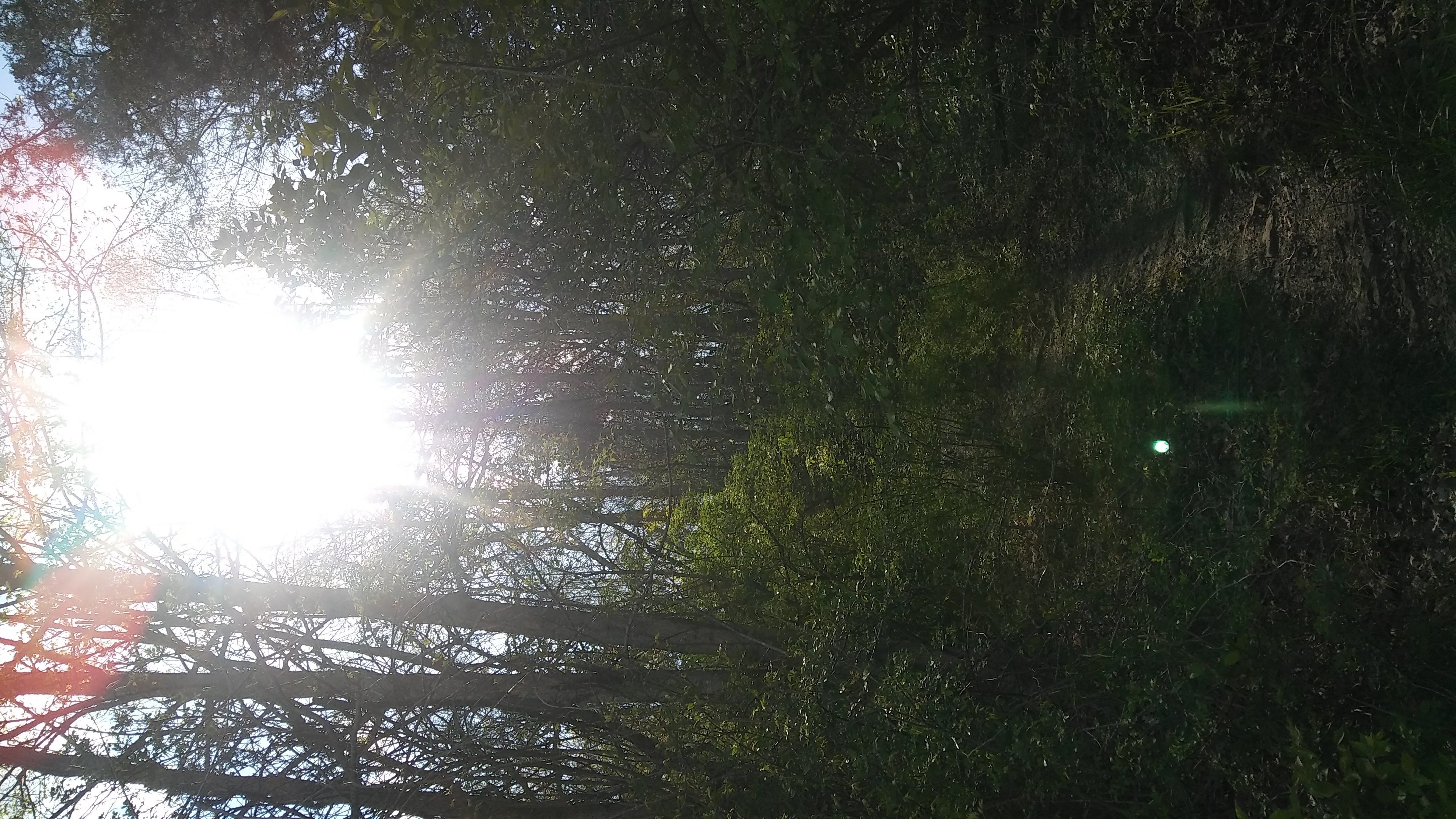 A trail in the forest