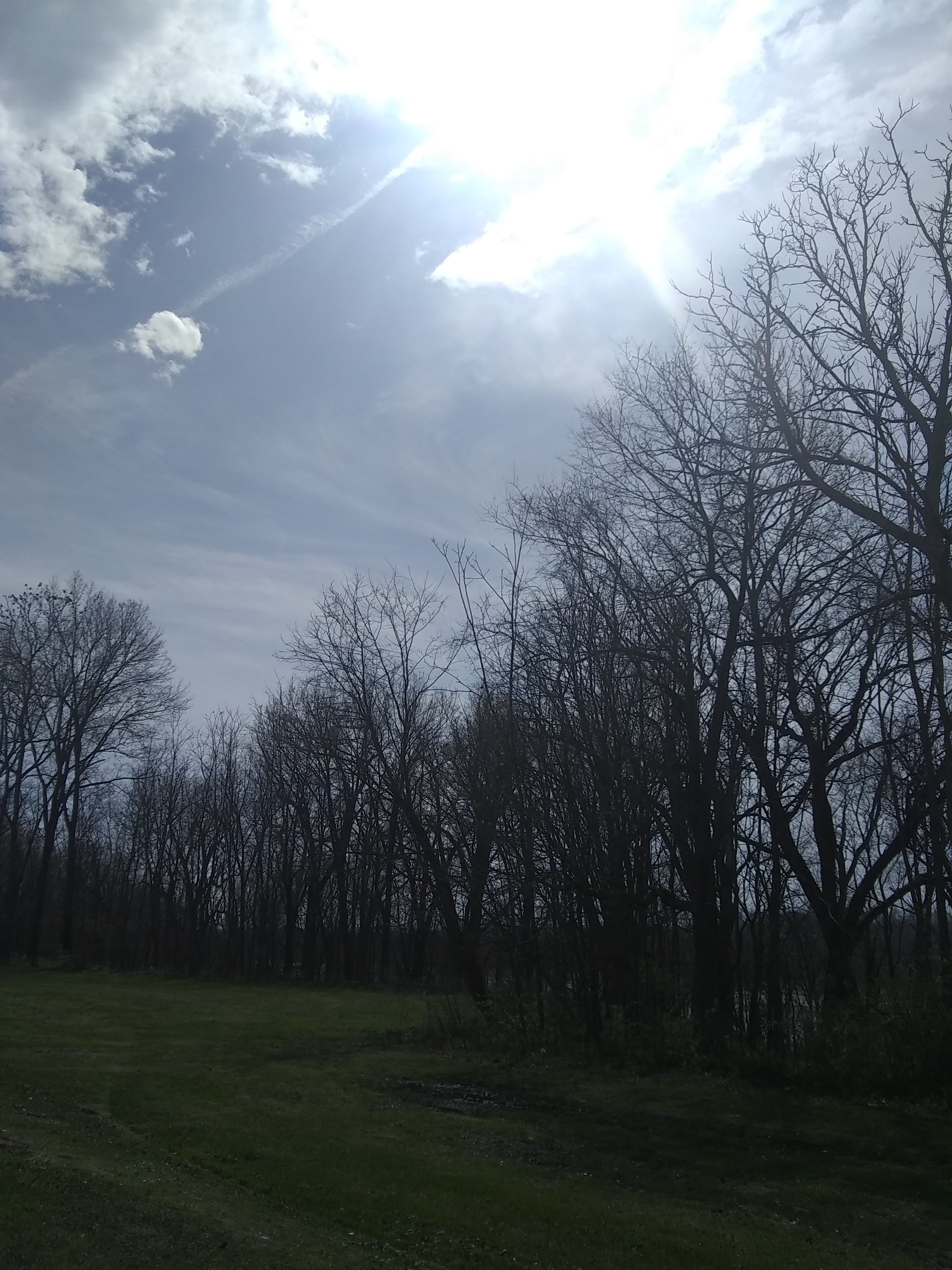 Shawnee Park tree line