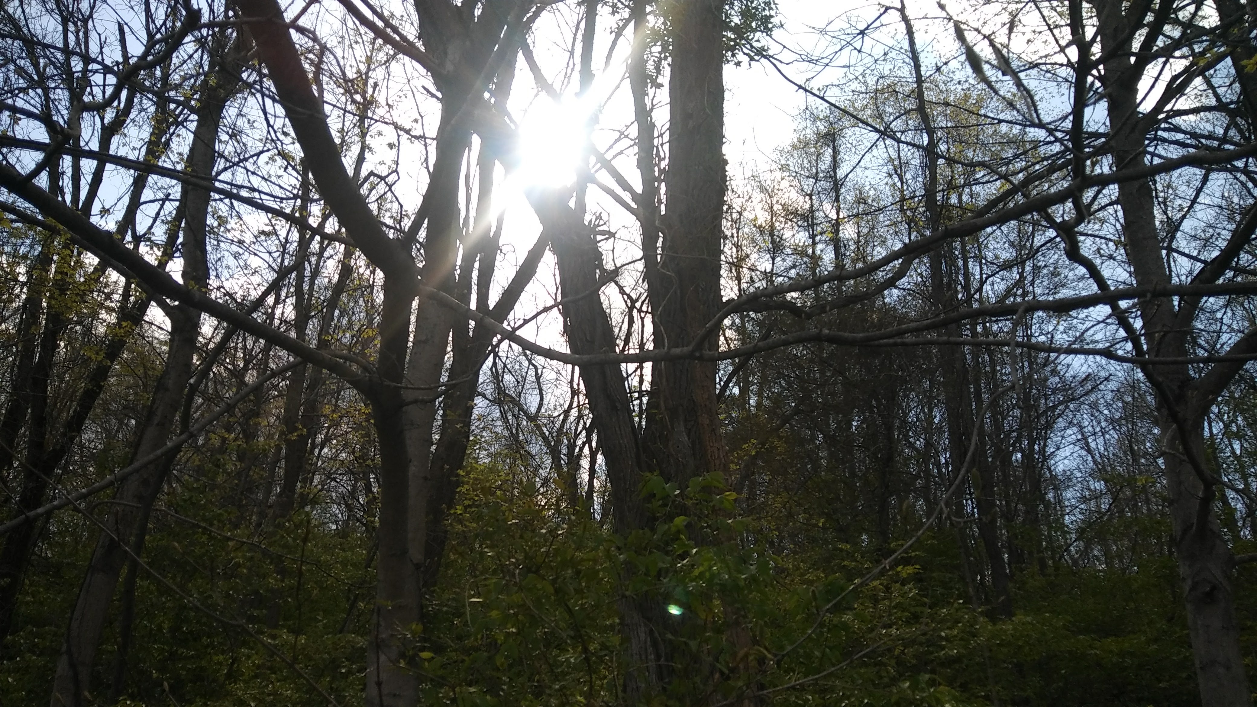 Sun in the trees