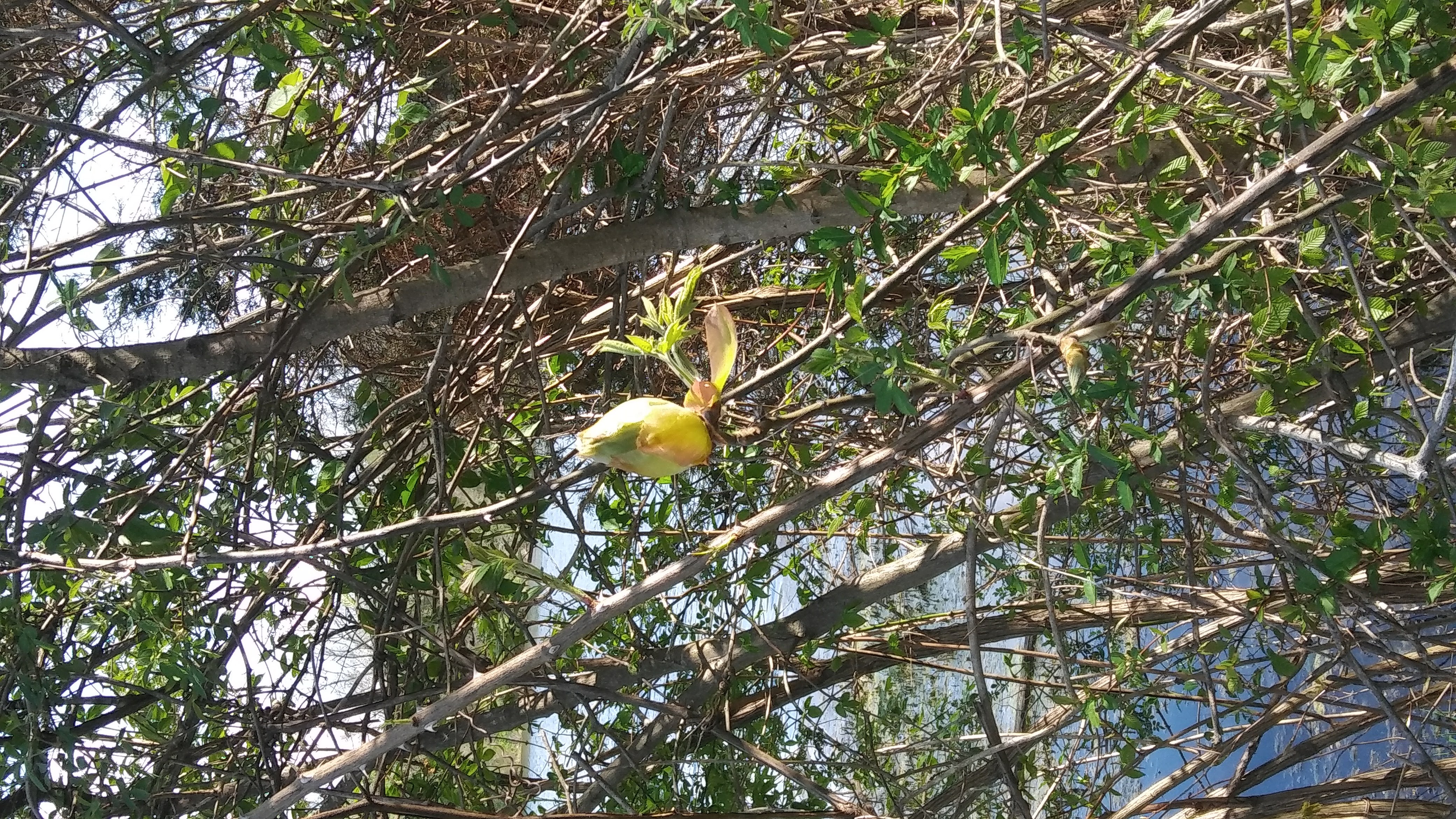 Yellow bird in the trees